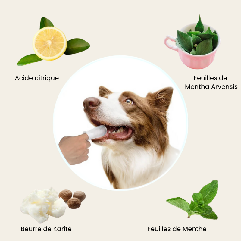 Lingettes dentaires naturelles