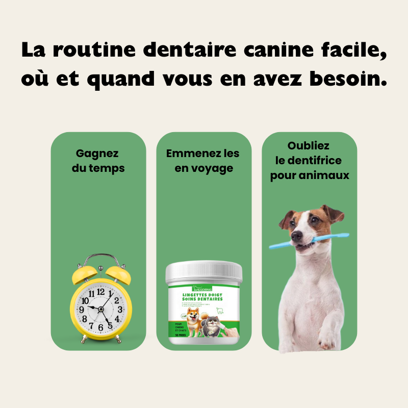 Lingettes dentaires naturelles